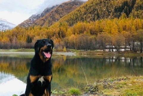 Vermisstmeldung Hund  Männliche , 8 jahre Incourt Belgien