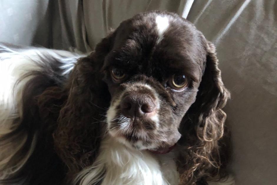 Vermisstmeldung Hund  Weiblich , 5 jahre Binche Belgien