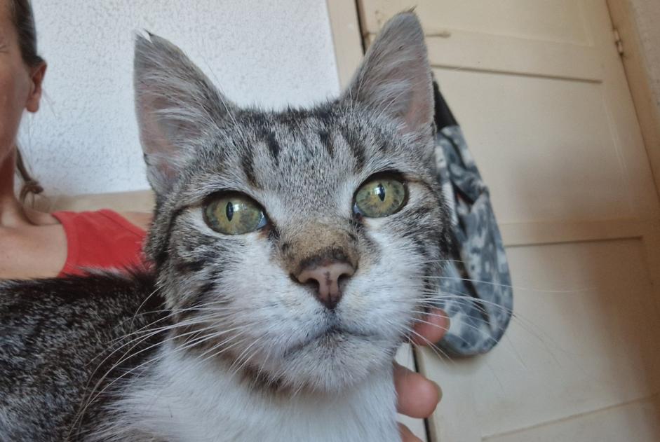 Fundmeldung Katze Männliche , 6 Jahre Écaussinnes Belgien