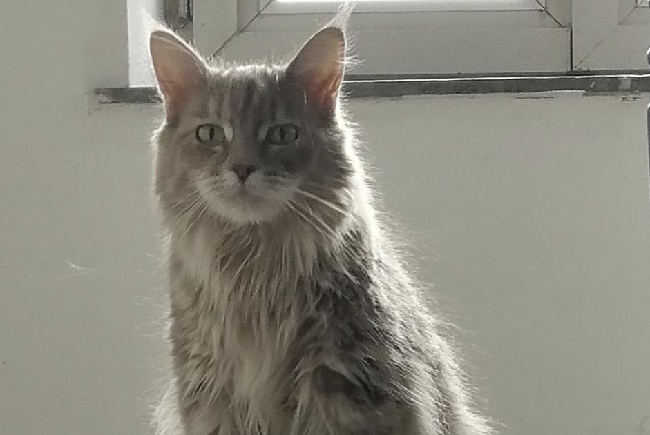 Fundmeldung Katze Unbekannt Charleroi Belgien Fundmeldung Katze Unbekannt Charleroi Belgien