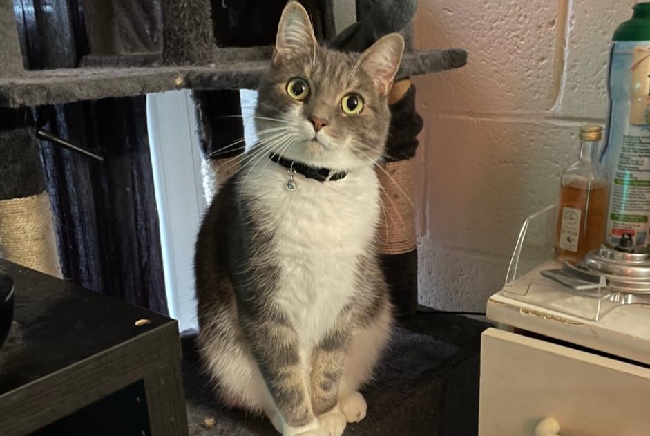 Vermisstmeldung Katze Männliche , 2 jahre Ottignies-Louvain-la-Neuve Belgien