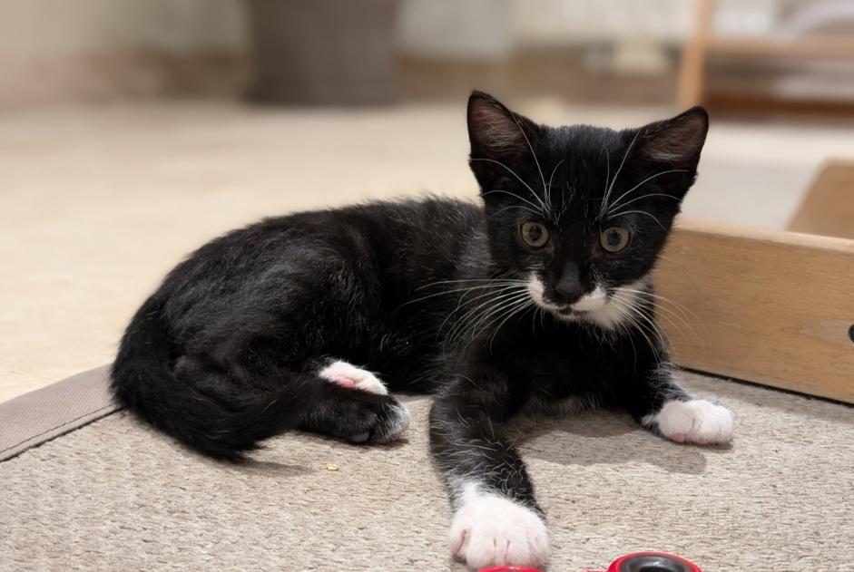 Vermisstmeldung Katze Männliche , 1 jahre Chaumont-Gistoux Belgien