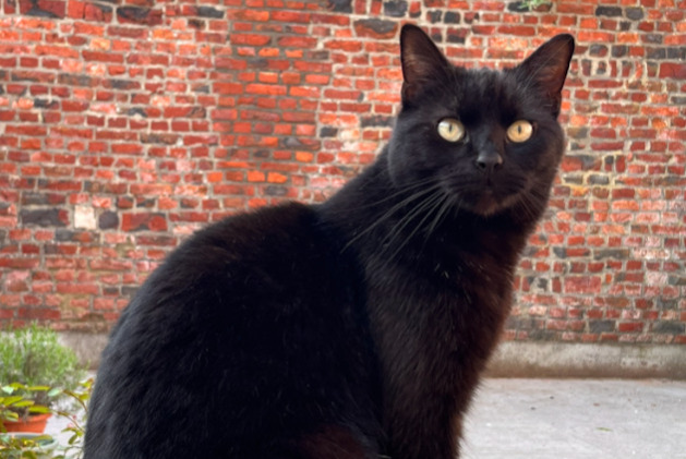 Vermisstmeldung Katze Männliche , 5 jahre Chimay Belgien