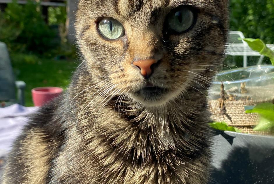 Discovery alert Cat Female Wavre Belgium
