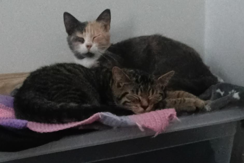 Disappearance alert Cat Female , 1 years Dilbeek Belgium