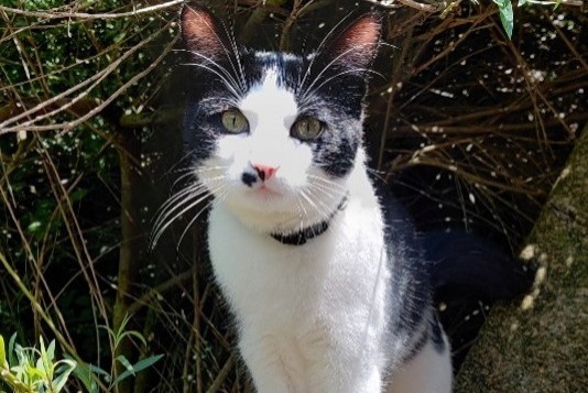 Disappearance alert Cat  Male , 2 years Perwez Belgium