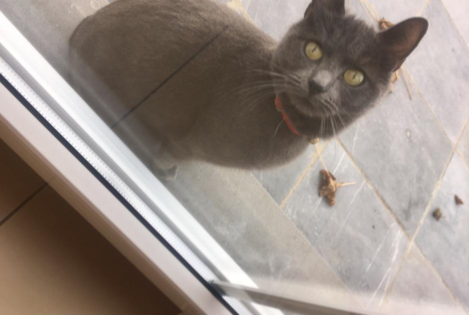 Disappearance alert Cat Female , 8 years Braine-l'Alleud Belgium