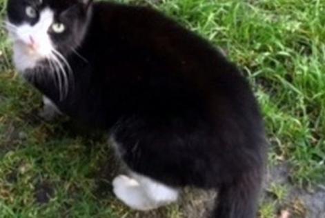 Disappearance alert Cat Female , 13 years Schaerbeek Belgium
