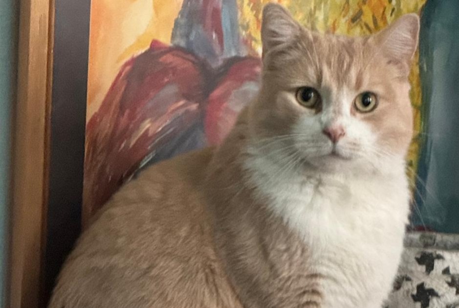 Disappearance alert Cat Male , 5 years Anderlecht Belgium Disappearance alert Cat Male , 5 years Anderlecht Belgium