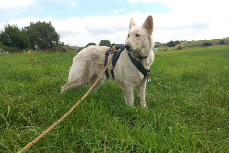 Disappearance alert Dog Female , 6 years Mettet Belgium Disappearance alert Dog Female , 6 years Mettet Belgium