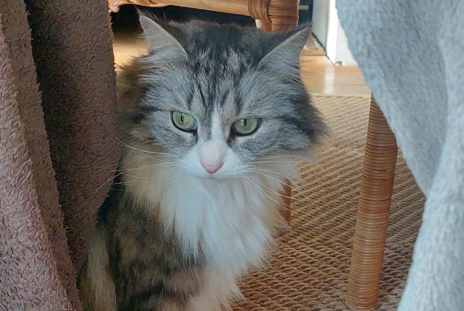 Alerta de Desaparición Gato cruce Hembra , 8 años Wavre Bélgica Alerta de Desaparición Gato cruce Hembra , 8 años Wavre Bélgica