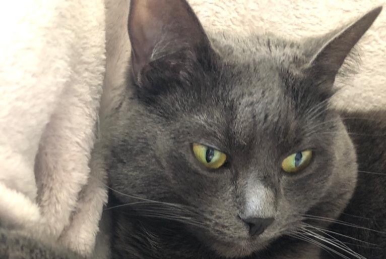 Alerta de Desaparición Gato Hembra , 5 años Auderghem Bélgica Alerta de Desaparición Gato Hembra , 5 años Auderghem Bélgica