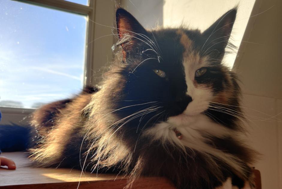 Alerta de Desaparición Gato Hembra , 4 años Ohey Bélgica Alerta de Desaparición Gato Hembra , 4 años Ohey Bélgica