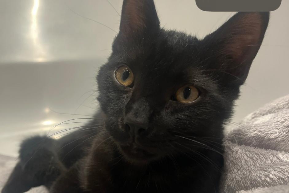 Alerta de Hallazgo Gato Macho , Entre 4 y 6 meses Bruxelles Bélgica Alerta de Hallazgo Gato Macho , Entre 4 y 6 meses Bruxelles Bélgica