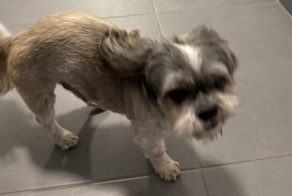 Alerta de Hallazgo Perro  Macho Mont-Saint-Guibert Bélgica