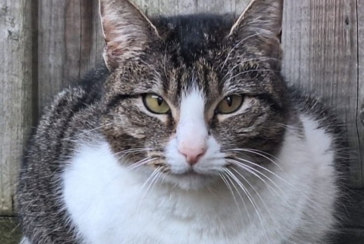 Alerte Disparition Chat croisement Mâle , 5 ans Tienen Belgique Alerte Disparition Chat croisement Mâle , 5 ans Tienen Belgique