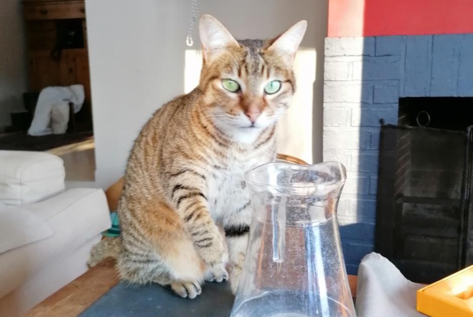 Alerte Disparition Chat croisement Femelle , 10 ans Linkebeek Belgique