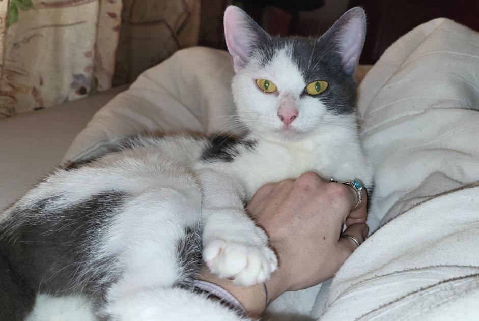 Alerte Disparition Chat Femelle , 2 ans Nivelles Belgique
