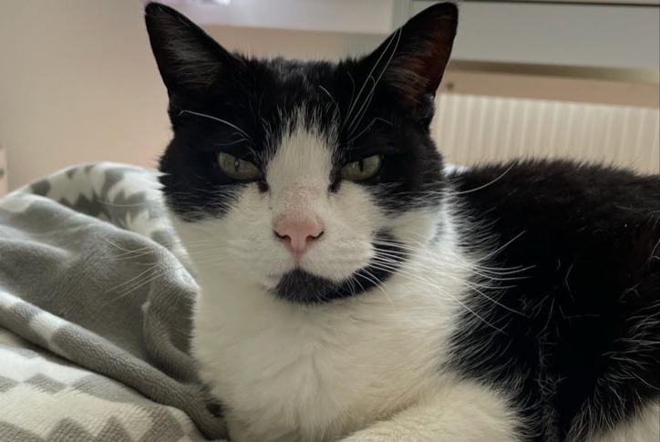 Alerte Disparition Chat croisement Femelle , 16 ans Wavre Belgique