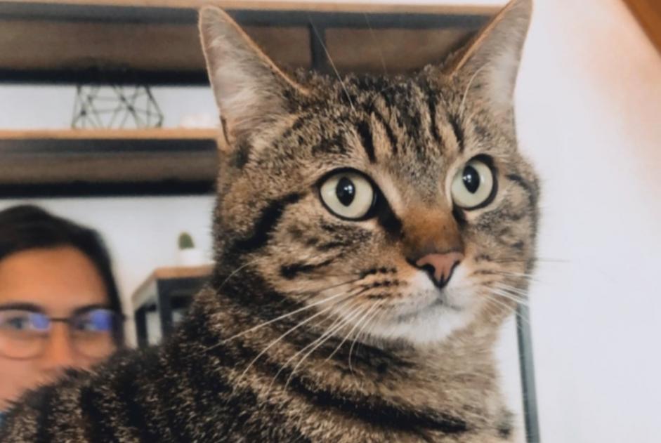 Alerte Disparition Chat Mâle , 4 ans Wavre Belgique