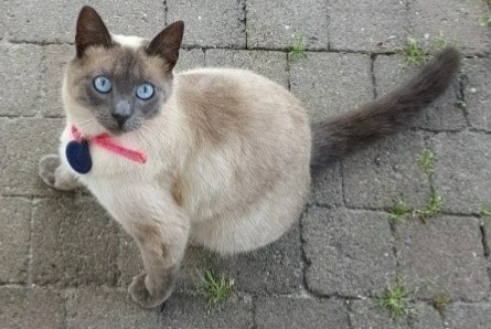 Alerte Disparition Chat  Femelle , 2 ans Ottignies-Louvain-la-Neuve Belgique