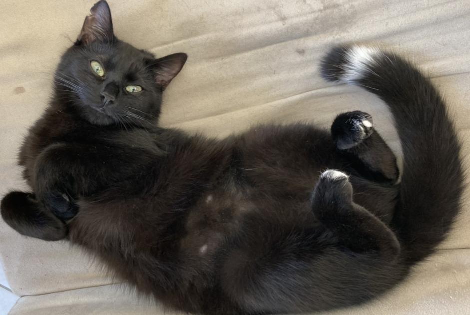 Alerte Disparition Chat Femelle , 1 ans Nivelles Belgique Alerte Disparition Chat Femelle , 1 ans Nivelles Belgique