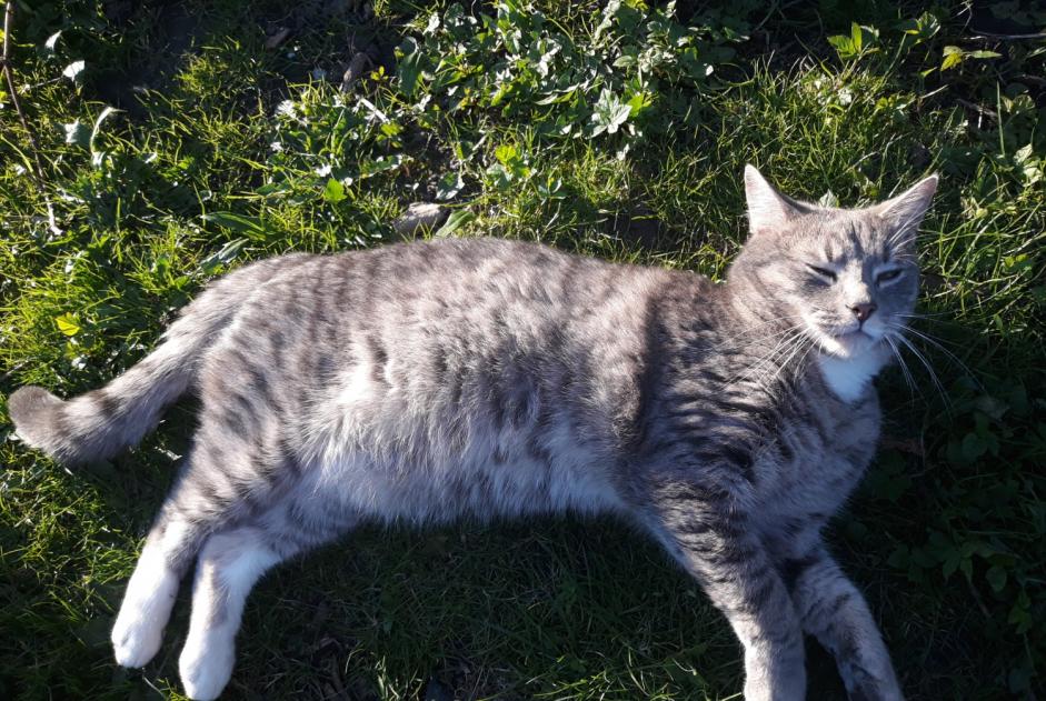 Alerte Disparition Chat Mâle , 2 ans Ottignies-Louvain-la-Neuve Belgique Alerte Disparition Chat Mâle , 2 ans Ottignies-Louvain-la-Neuve Belgique