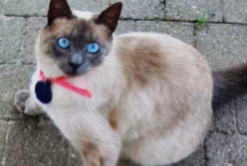 Alerte Disparition Chat Femelle , 1 ans Ottignies-Louvain-la-Neuve Belgique Alerte Disparition Chat Femelle , 1 ans Ottignies-Louvain-la-Neuve Belgique