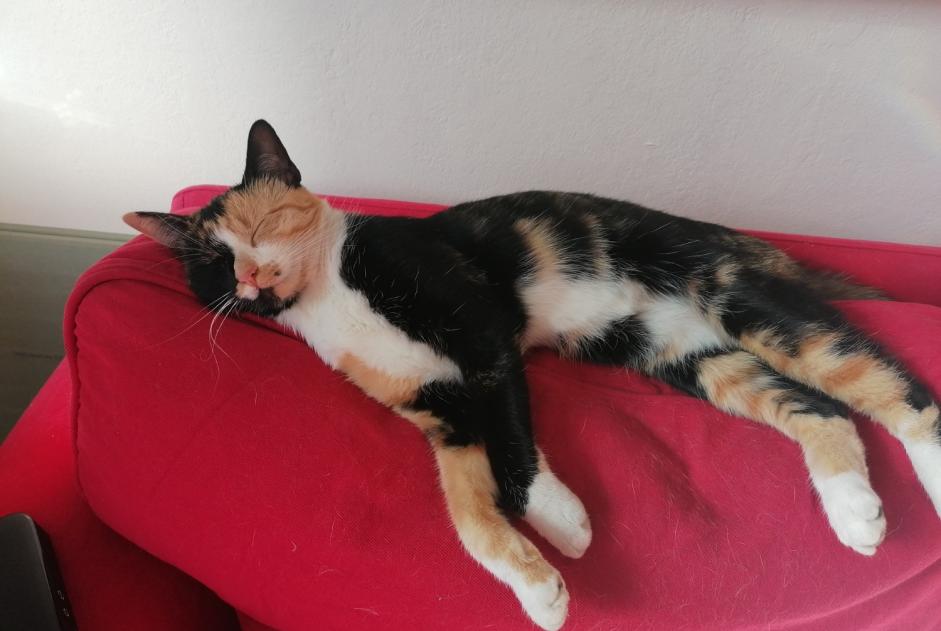 Alerte Disparition Chat Femelle , 2 ans Waterloo Belgique Alerte Disparition Chat Femelle , 2 ans Waterloo Belgique