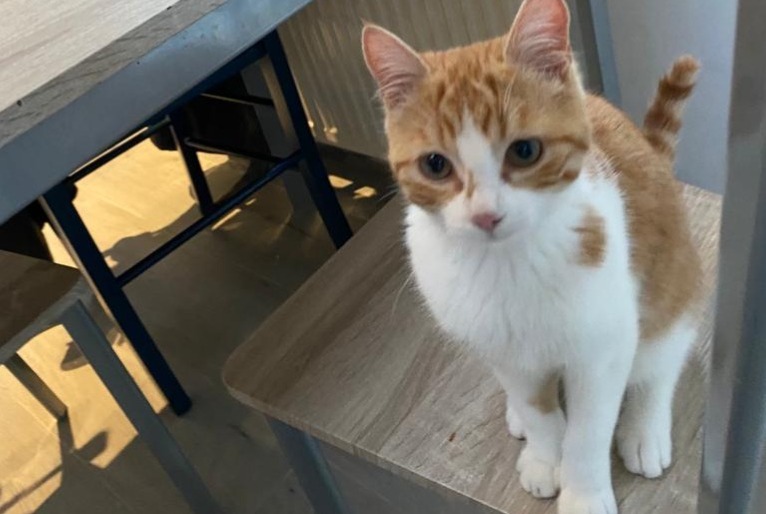 Alerte Disparition Chat Femelle , 0 ans Chastre Belgique Alerte Disparition Chat Femelle , 0 ans Chastre Belgique