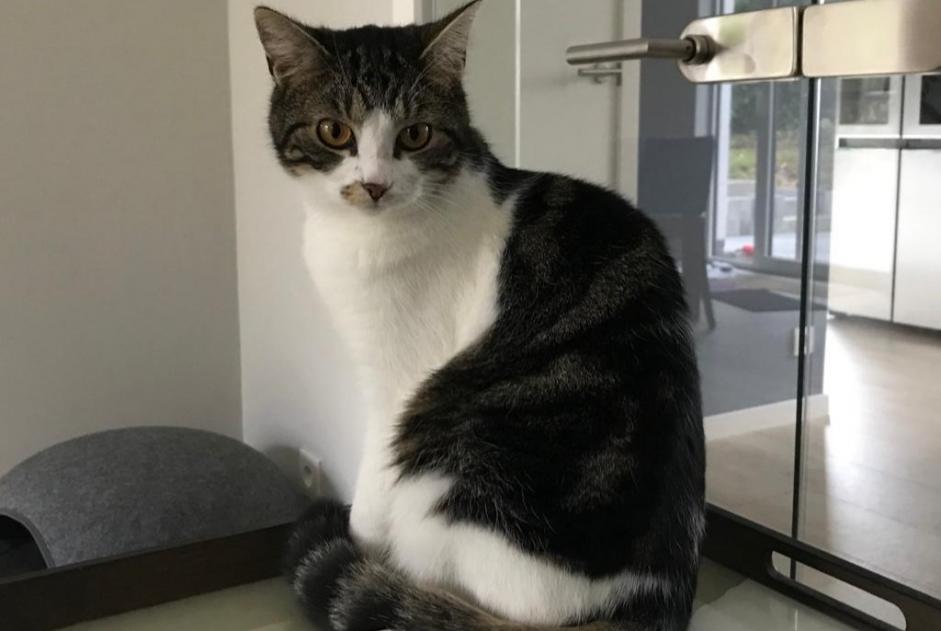 Alerte Disparition Chat  Femelle , 3 ans Waterloo Belgique