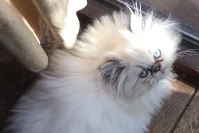 Alerte Disparition Chat Femelle , 1 ans Hélécine Belgique Alerte Disparition Chat Femelle , 1 ans Hélécine Belgique