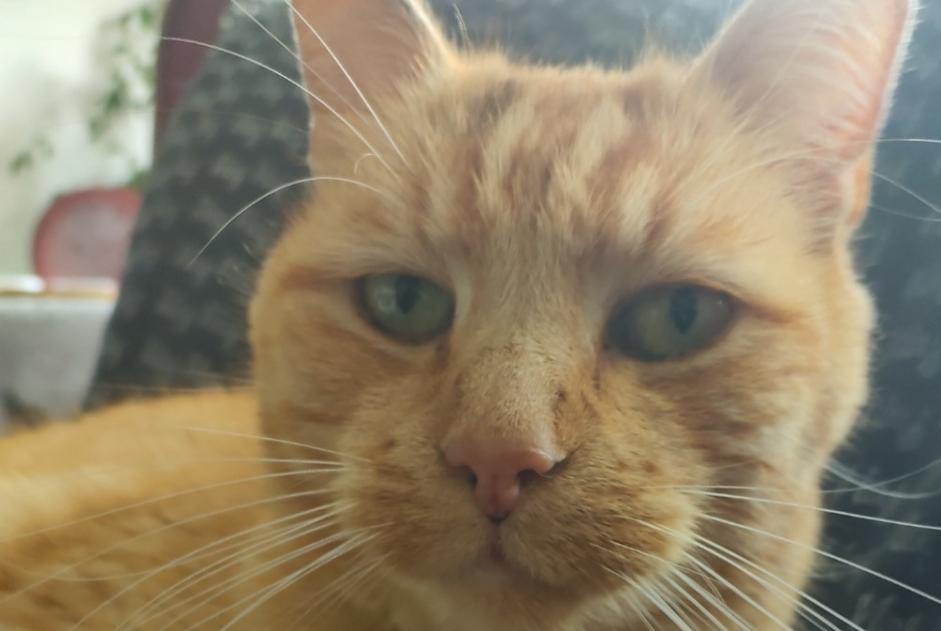 Alerte Disparition Chat  Mâle , 11 ans Mont-Saint-Guibert Belgique