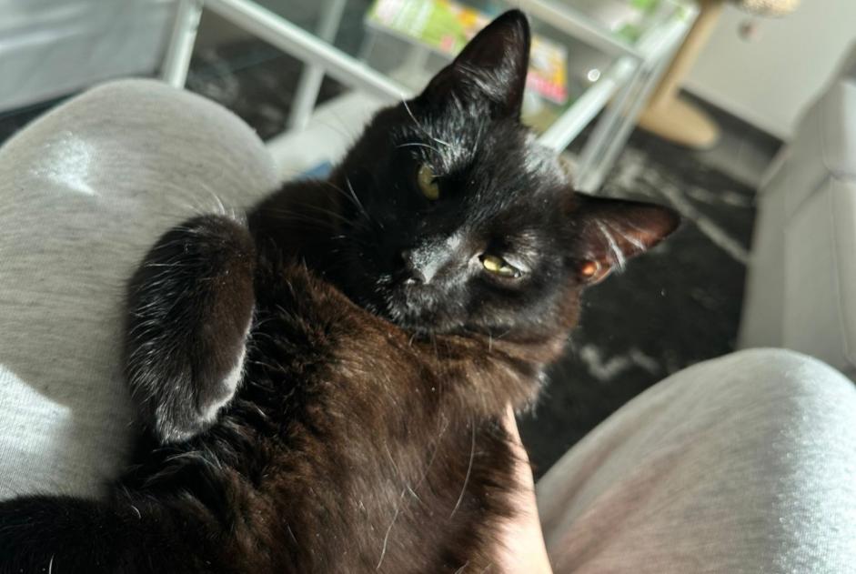 Alerte Disparition Chat Mâle , 1 ans Ottignies-Louvain-la-Neuve Belgique Alerte Disparition Chat Mâle , 1 ans Ottignies-Louvain-la-Neuve Belgique