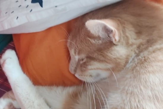 Alerte Disparition Chat Mâle , 3 ans Tubize Belgique Alerte Disparition Chat Mâle , 3 ans Tubize Belgique