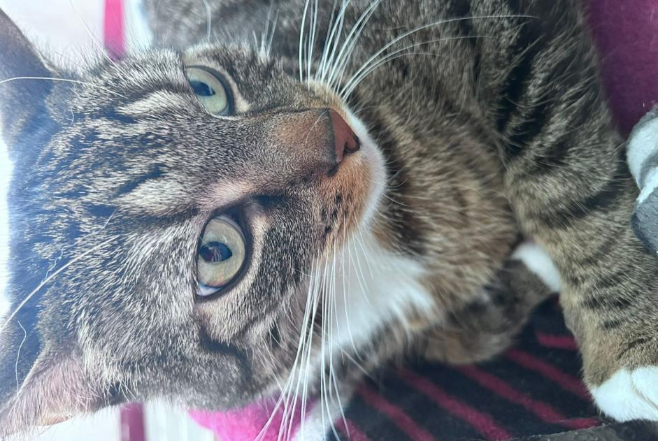 Alerte Disparition Chat Mâle , 4 ans Perwez Belgique Alerte Disparition Chat Mâle , 4 ans Perwez Belgique