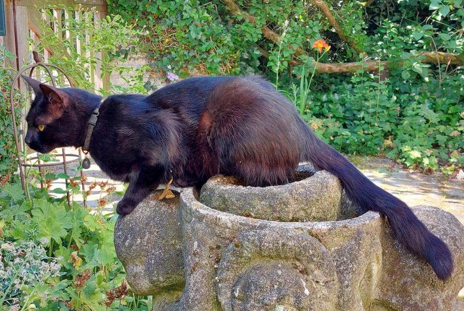 Alerte Disparition Chat Mâle , 2 ans La Hulpe Belgique Alerte Disparition Chat Mâle , 2 ans La Hulpe Belgique