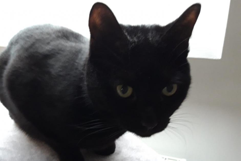 Alerte Disparition Chat Mâle , 6 ans Woluwe-Saint-Pierre Belgique Alerte Disparition Chat Mâle , 6 ans Woluwe-Saint-Pierre Belgique