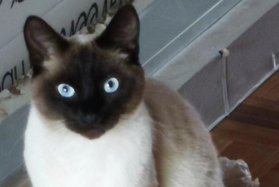 Alerte Disparition Chat Mâle , 4 ans Uccle Belgique Alerte Disparition Chat Mâle , 4 ans Uccle Belgique