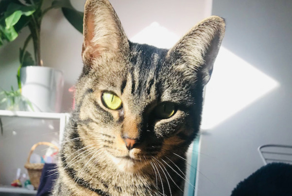 Alerte Disparition Chat Femelle , 5 ans Saint-Gilles Belgique Alerte Disparition Chat Femelle , 5 ans Saint-Gilles Belgique
