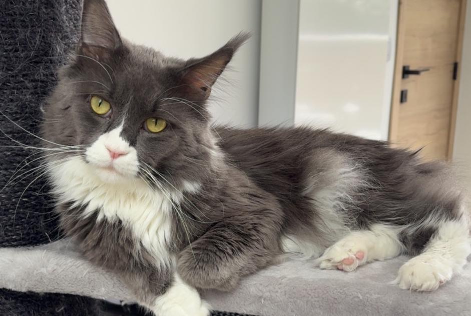 Alerte Disparition Chat  Mâle , 3 ans Menen Belgique