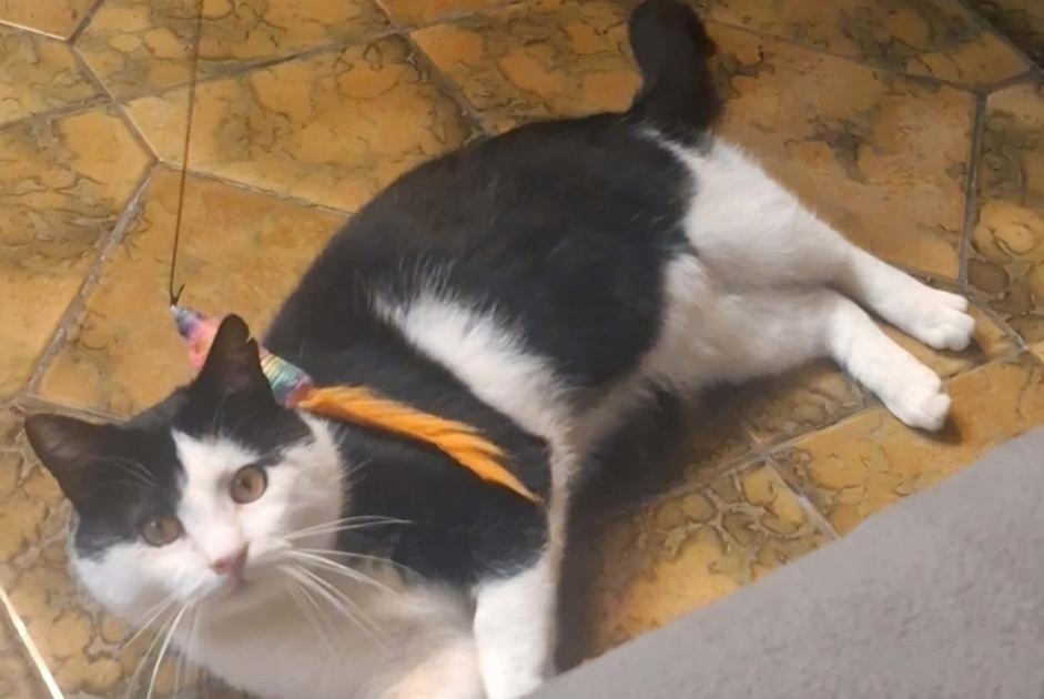 Alerte Disparition Chat Mâle , 5 ans Tournai Belgique Alerte Disparition Chat Mâle , 5 ans Tournai Belgique