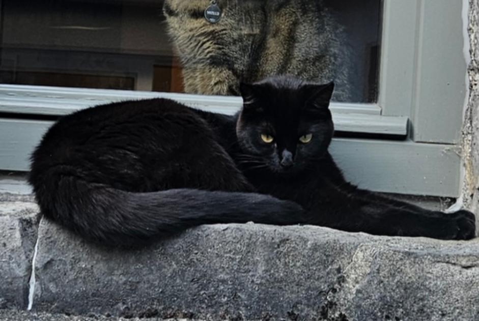 Alerte Disparition Chat croisement Femelle , 3 ans Andenne Belgique Alerte Disparition Chat croisement Femelle , 3 ans Andenne Belgique