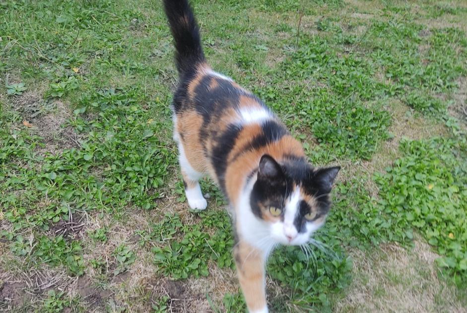 Alerte Découverte Chat croisement Femelle La Hulpe Belgique