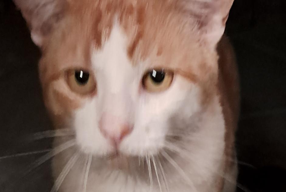Alerte Découverte Chat Inconnu Rixensart Belgique