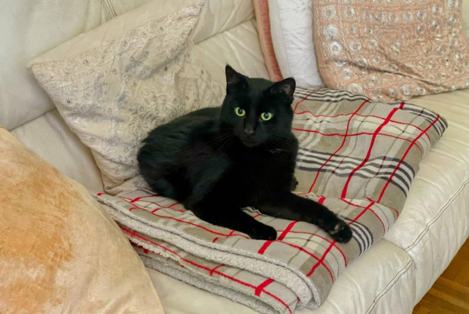 Alerte Découverte Chat Mâle , 4 ans Bruxelles Belgique Alerte Découverte Chat Mâle , 4 ans Bruxelles Belgique