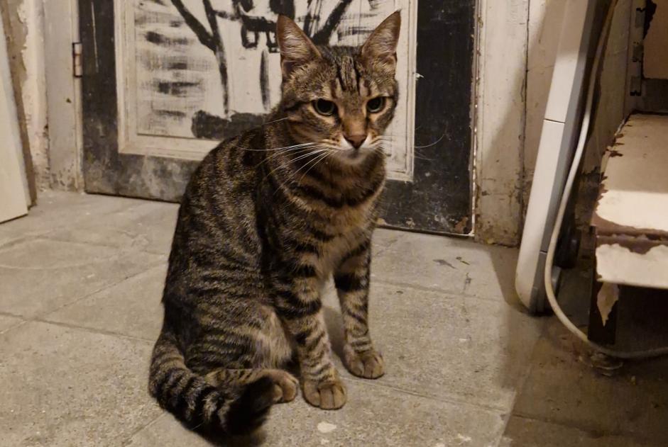Alerte Découverte Chat Femelle Ixelles Belgique Alerte Découverte Chat Femelle Ixelles Belgique