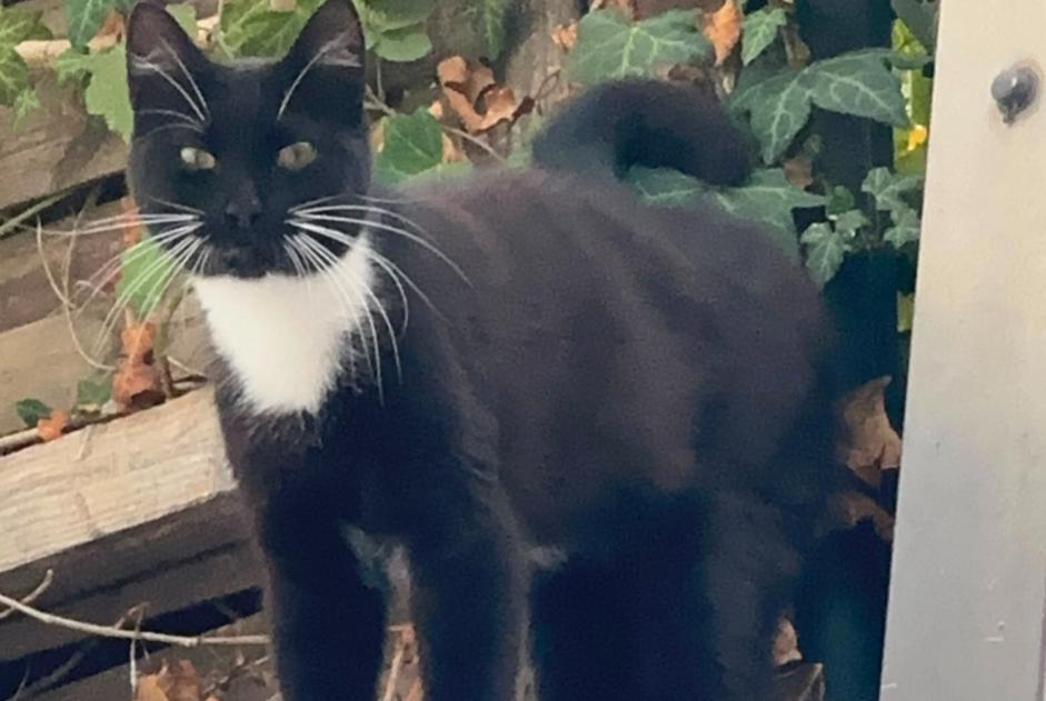 Alerte Découverte Chat Mâle , 2 ans Liège Belgique