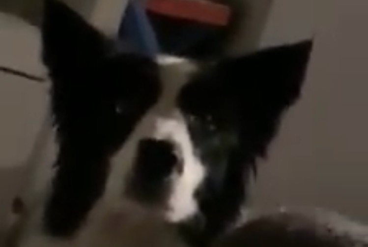 Alerte Disparition Chien Mâle , 8 ans Court-St.-Étienne Belgique Alerte Disparition Chien Mâle , 8 ans Court-St.-Étienne Belgique