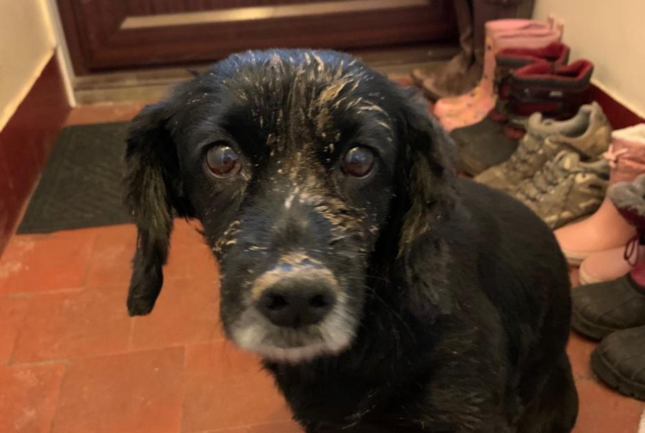 Alerte Disparition Chien Femelle , 12 ans Mons Belgique Alerte Disparition Chien Femelle , 12 ans Mons Belgique